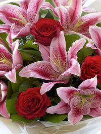 Close-up of pink flowers