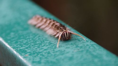 Close-up of spider