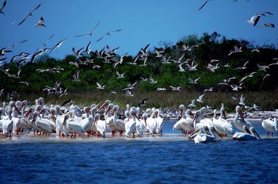 Flock of birds flying over white pelicans