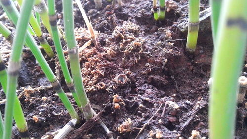 Close-up of plants