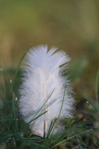 Close-up of white dandelion flower