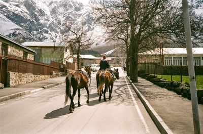 Horse cart in winter