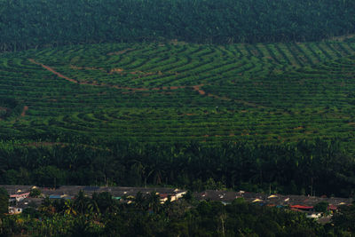 High angle view of agricultural field