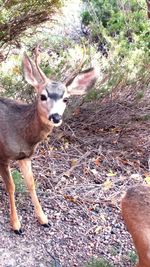 Deer on field