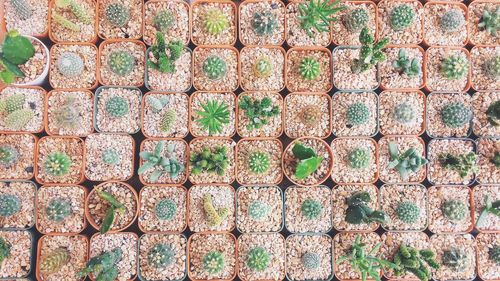 Full frame shot of plants growing outdoors