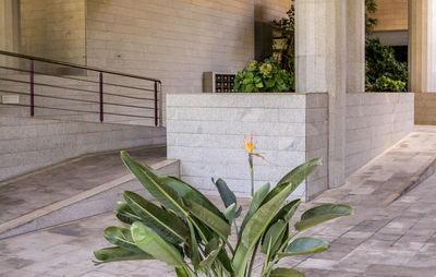 Close-up of flowers against wall