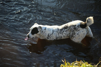 High angle view of dog in lake