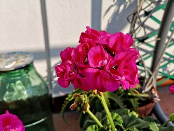 Close-up of pink flower pot