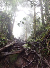 Fallen trees in forest