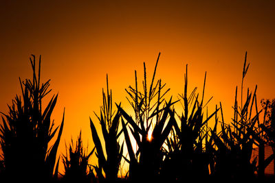 Close-up of silhouette plants against sky during sunset