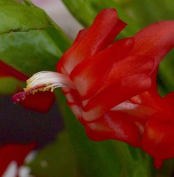 Close-up of red flower