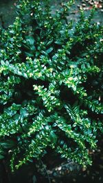 Close-up of fresh green plants