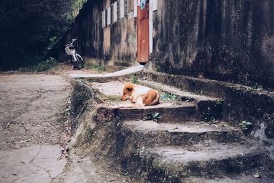 Dog relaxing on wall