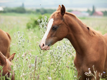 Foal standing amidst plants on land