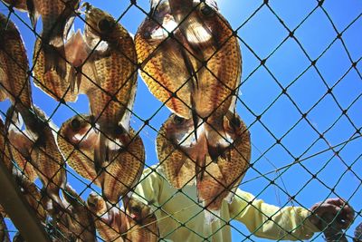 Low angle view of fisherman drying fish on net against sky
