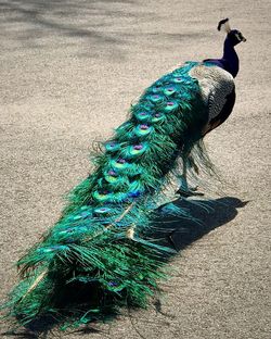 Close-up of peacock