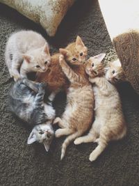 High angle view of kittens
