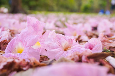 Close-up of pink flowering plant