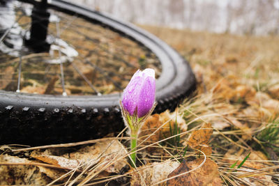 Close-up of purple crocus flowers on field