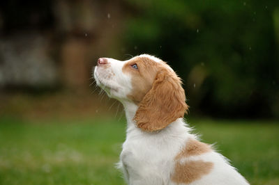 Close-up of dog on grass