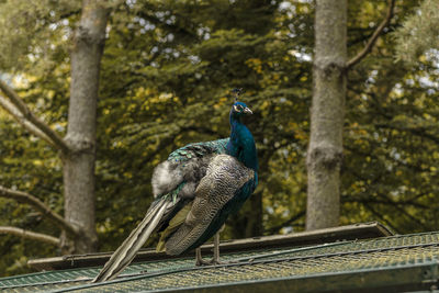 Peacock on tree trunk