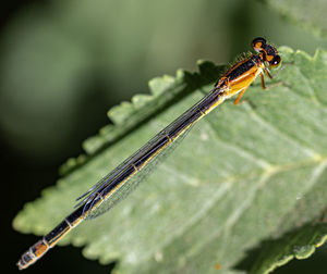 Close-up of grasshopper on leaf