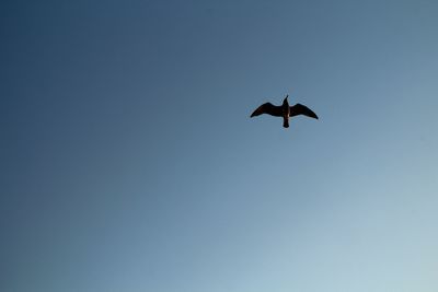 Low angle view of silhouette bird flying in sky