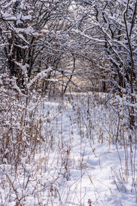 Bare trees on snow covered landscape