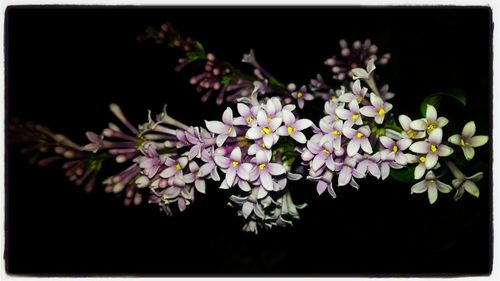 Close-up of flowers against black background