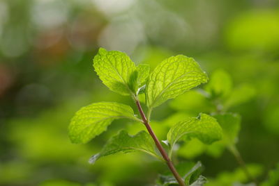 Close-up photo of fresh and green mint leave.