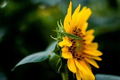 Close-up of yellow sunflower plant