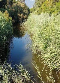 High angle view of plants by lake against sky