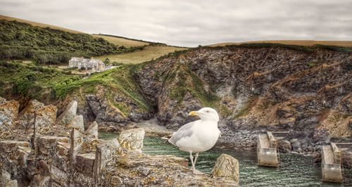 Port issac's finest seagull