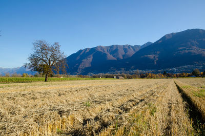 Scenic view of grassy field against sky