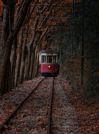Narrow road amidst trees