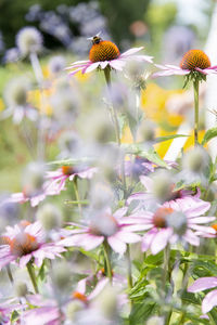 Pink flowers, close-up