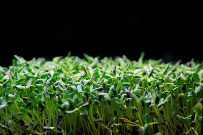 Close-up of plants growing on field