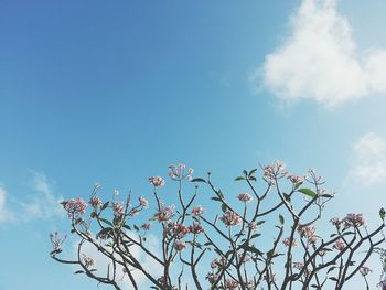 Low angle view of tree against sky on sunny day