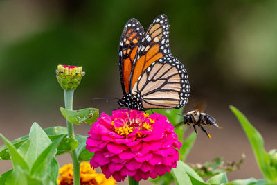 Closeup of a monarch butterfly pollinating a bright pink zinnia flower - michigan