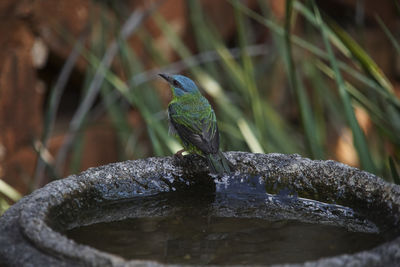 Close-up of bird perching on plant