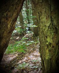 Trees growing in forest