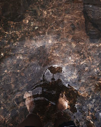 High angle view of water flowing through rocks