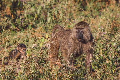 High angle view of baboons on field