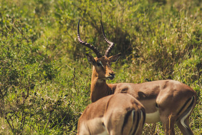 Deer in a field