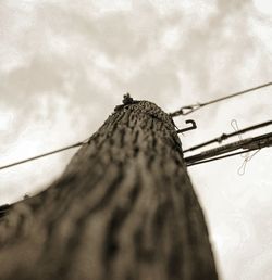 Low angle view of insect on tree against sky