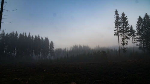 Trees in forest against sky