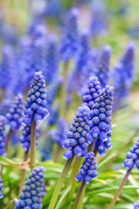 Close-up of purple flowering plants