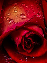 Close-up of raindrops on leaf