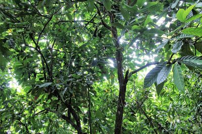 Low angle view of tree in forest