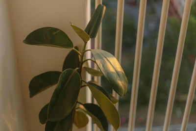 Close-up of green leaves
